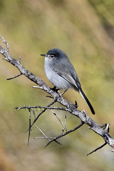 Black-tailed Gnatcatcher © Russ Chantler